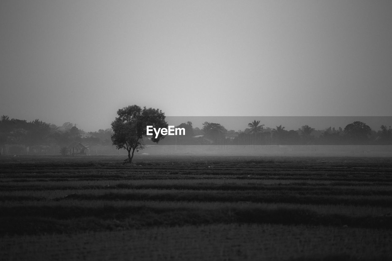 Scenic view of agricultural field against clear sky