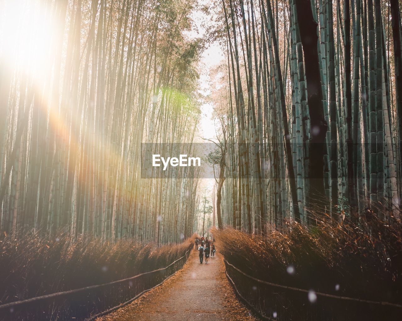 Rear view of people standing on road amidst trees in forest