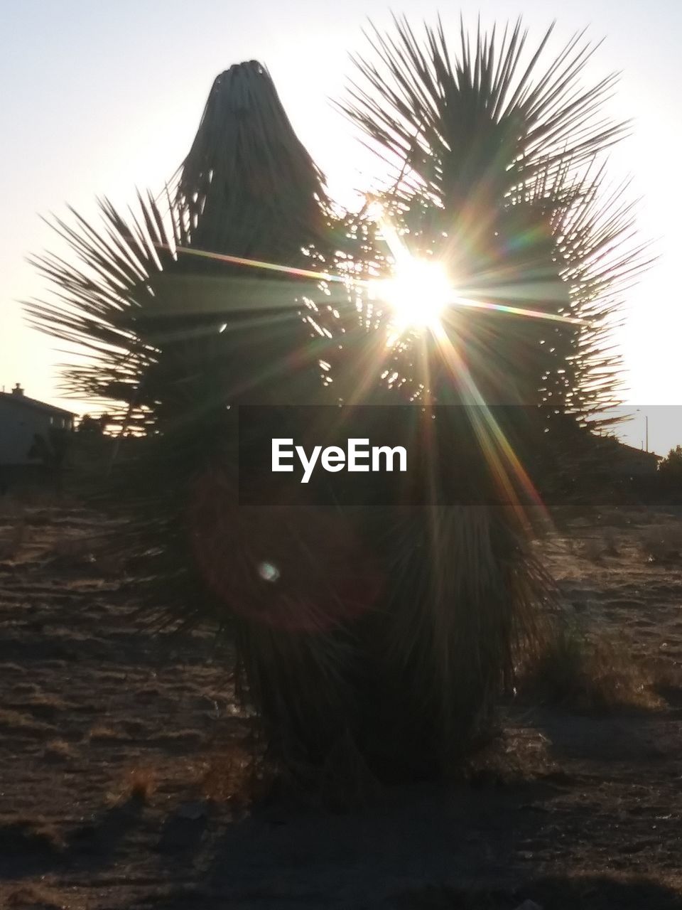 LOW ANGLE VIEW OF SUN SHINING THROUGH TREES