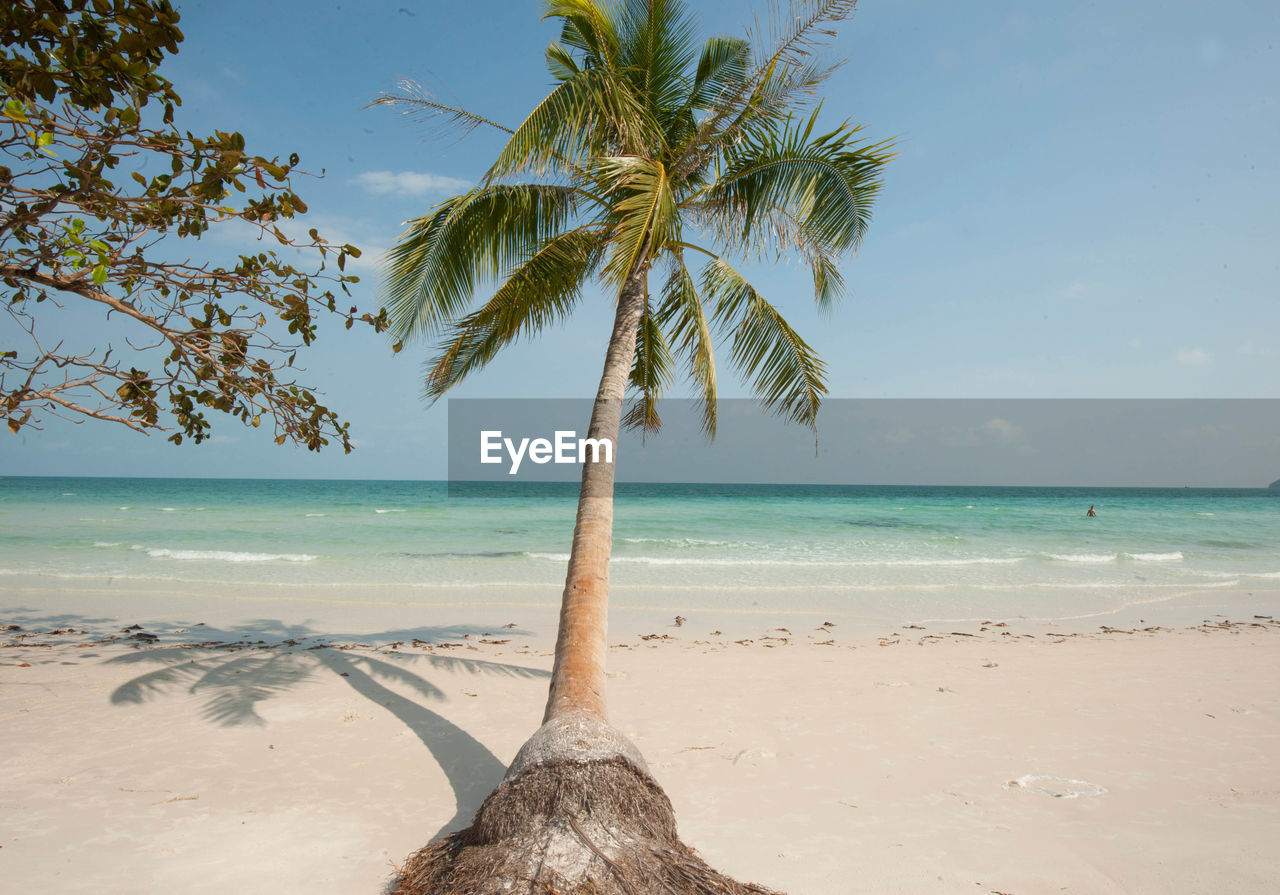 Palms, sunshine and clear blue sky at a vietnamese beach