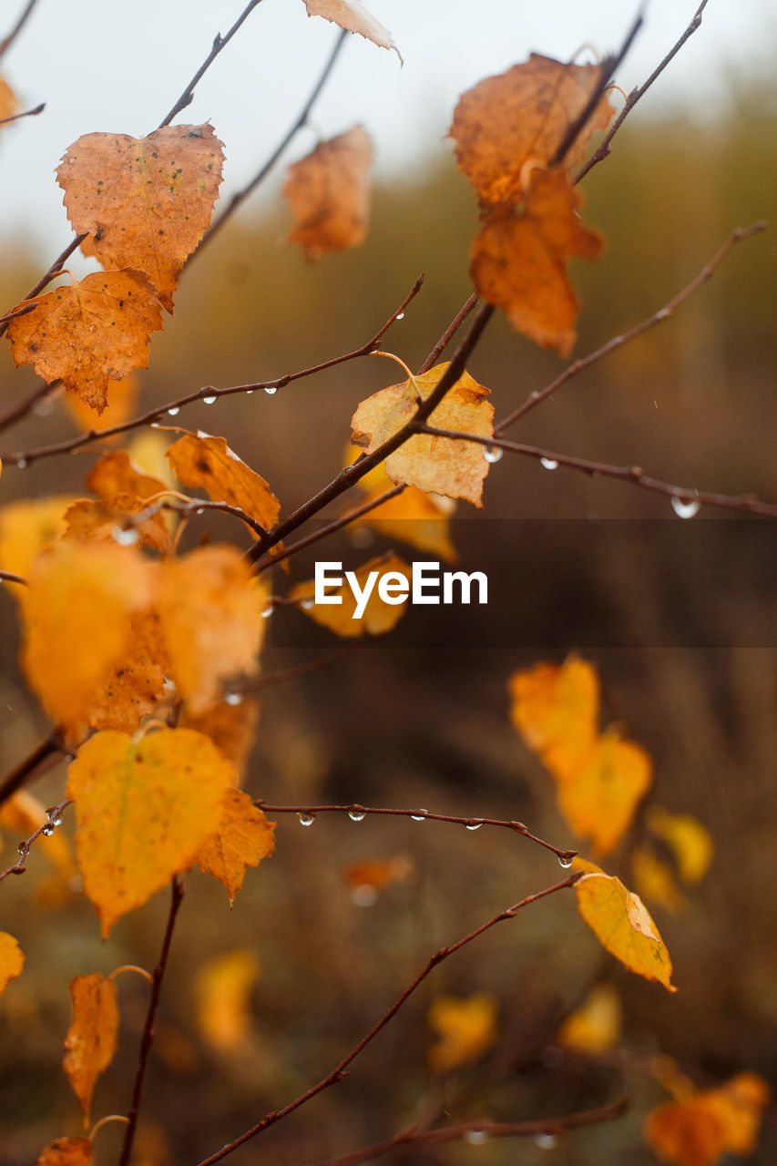 CLOSE-UP OF LEAVES ON PLANT DURING AUTUMN