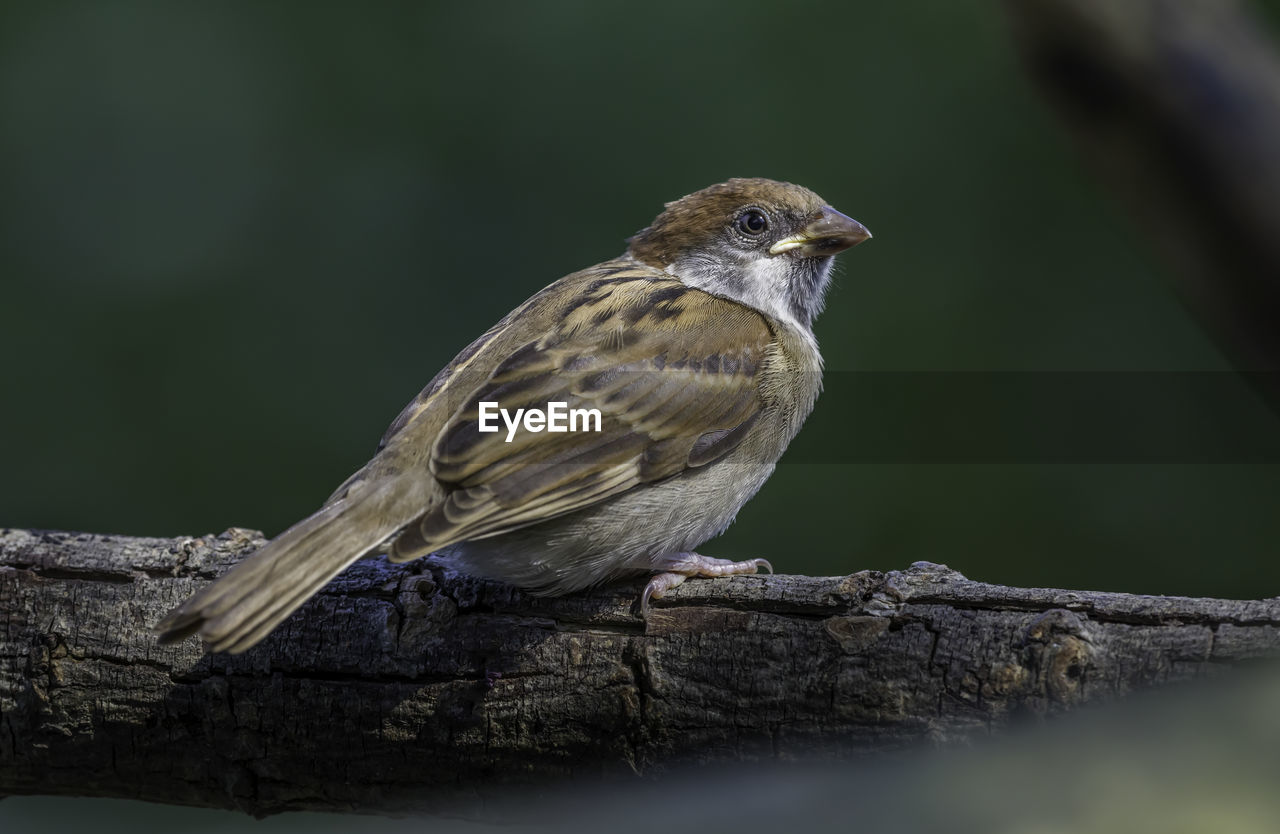 Close-up of bird perching on wood