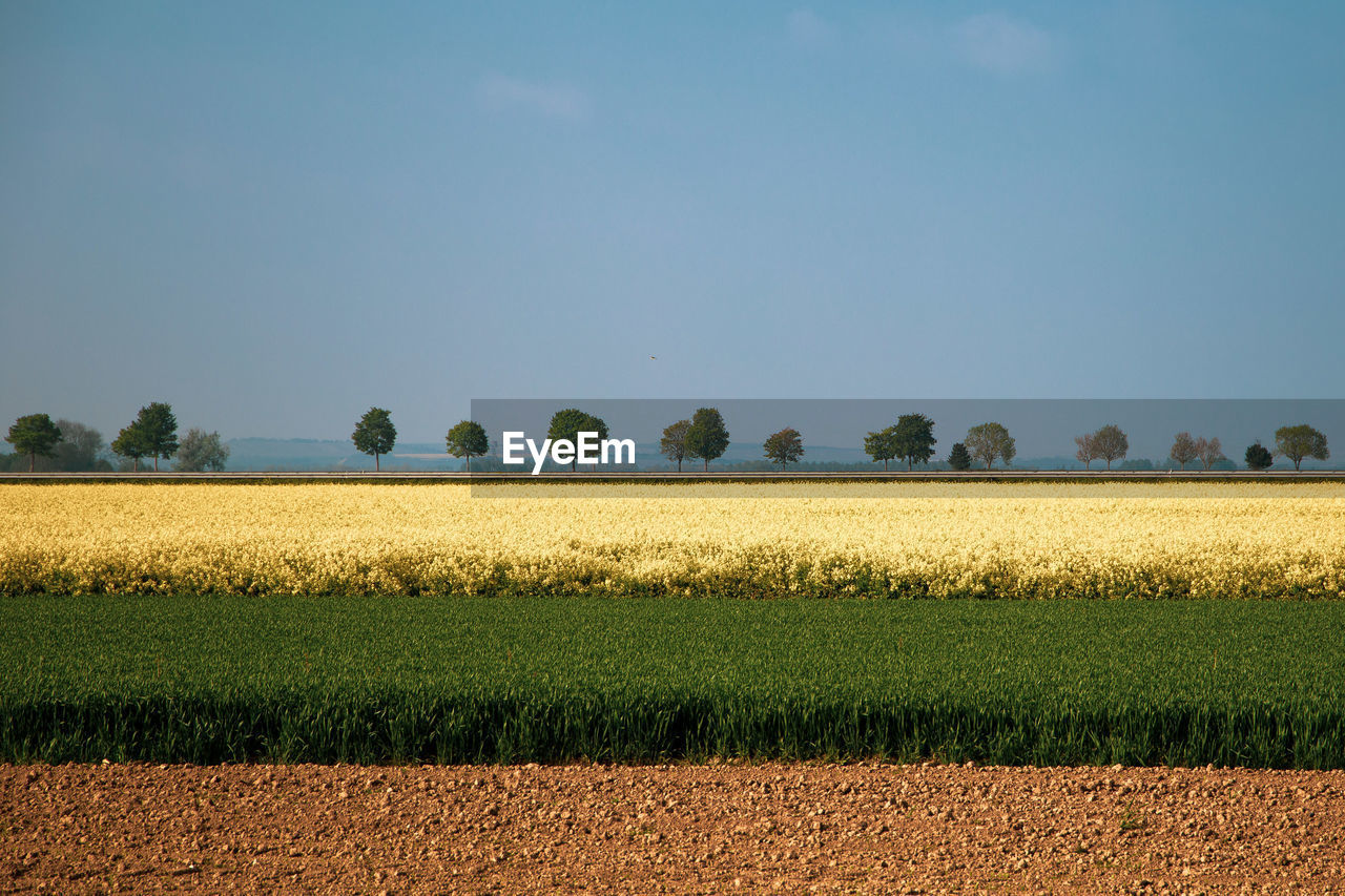 Scenic view of field against clear sky