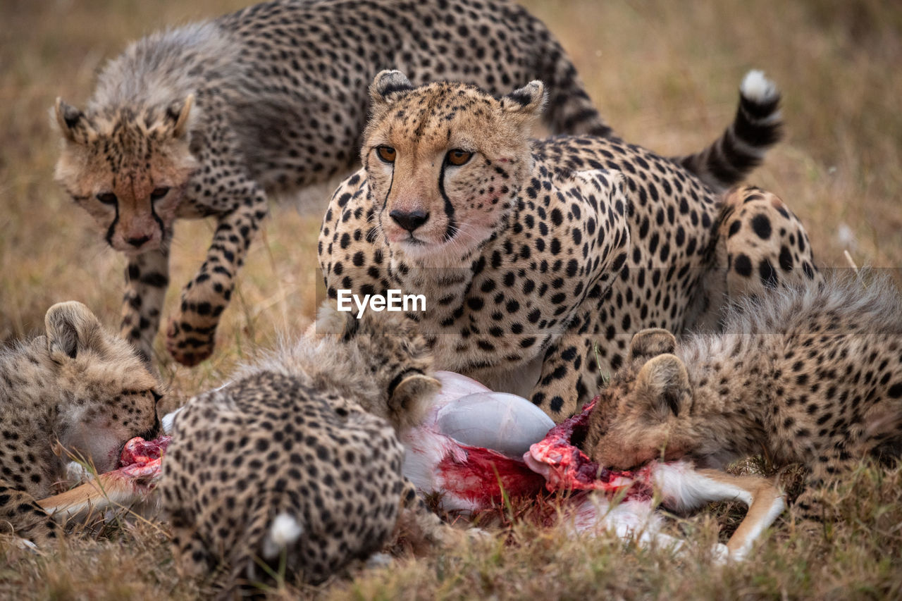 Cheetahs eating animal on field