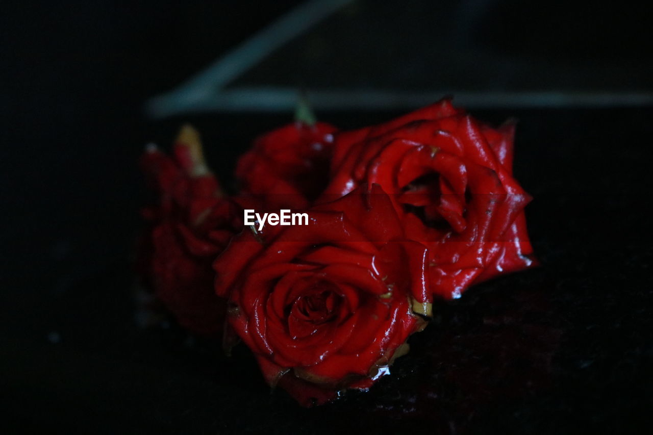 CLOSE-UP OF RED ROSE BLOOMING AT NIGHT