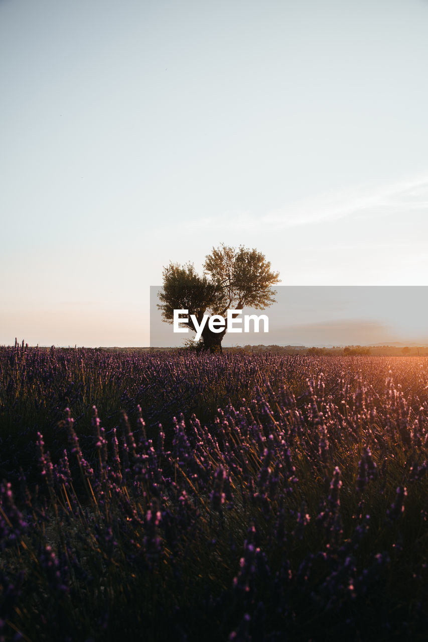 Scenic view of tree on field against sky during sunset