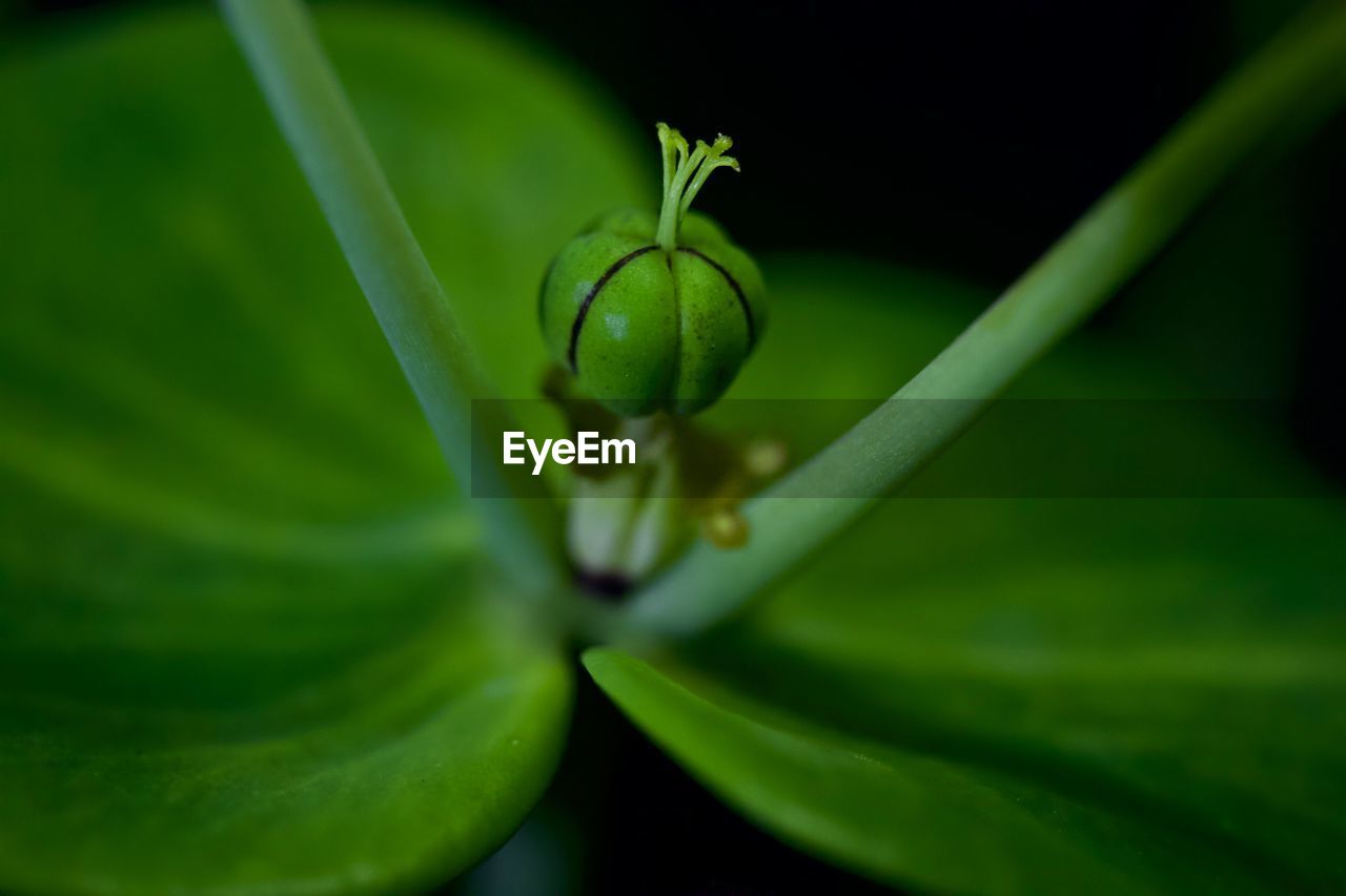 Close-up of euphorbia inflorescence