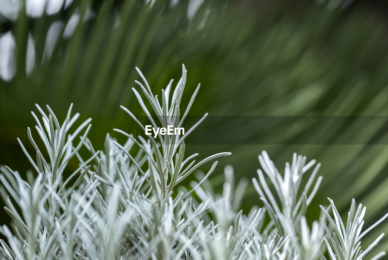 CLOSE-UP OF SNOW COVERED PLANT