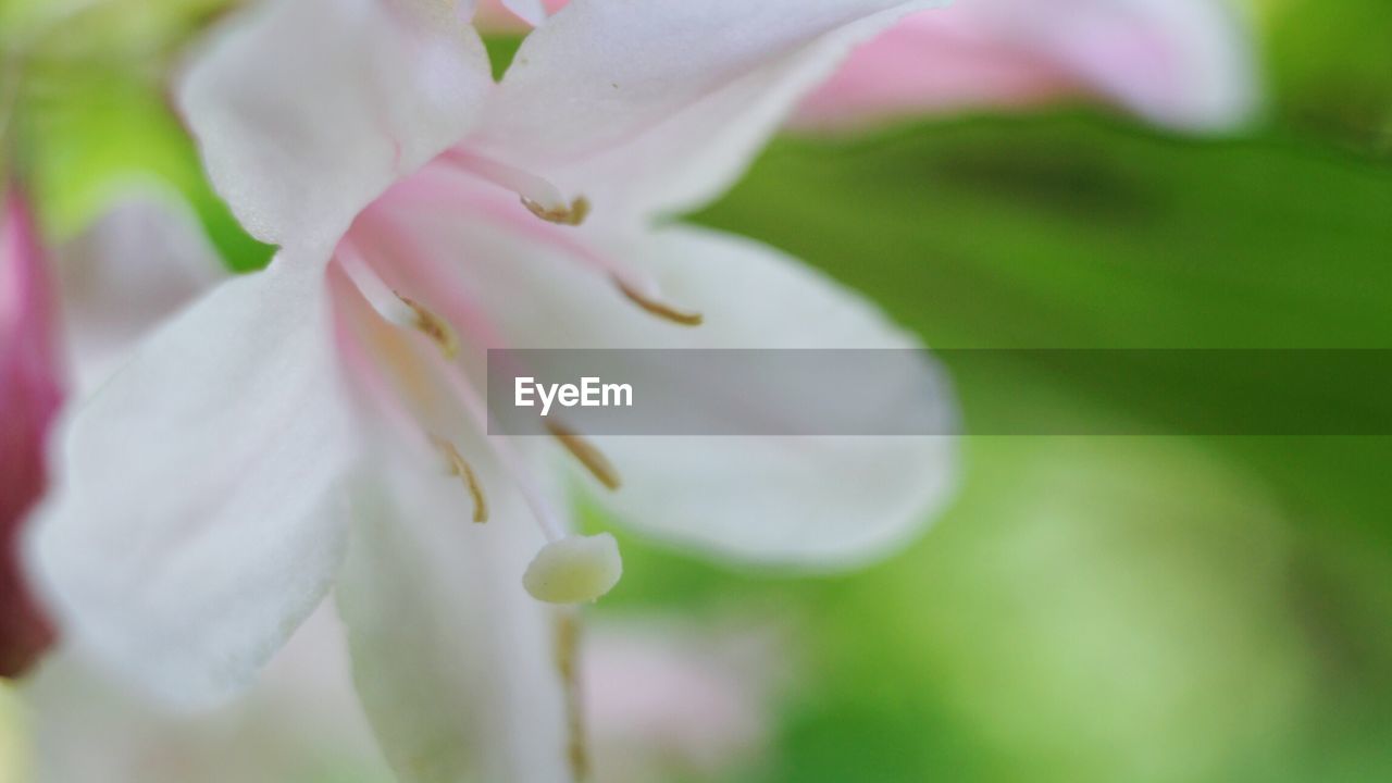 CLOSE-UP OF FRESH WHITE FLOWER BLOOMING IN NATURE