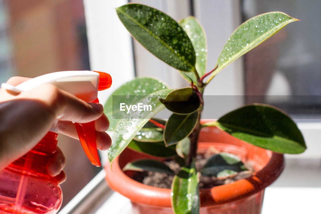 Cropped hand of person spraying water on potted plant at home