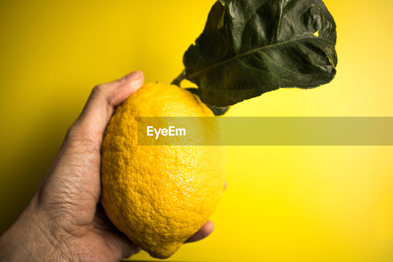 CLOSE-UP OF HAND HOLDING LEMON