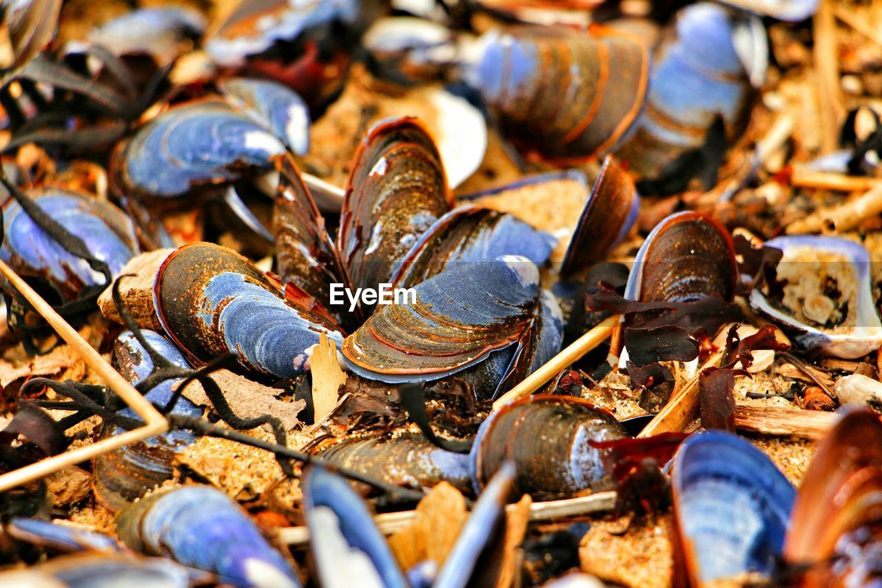 Close-up of seashells on beach