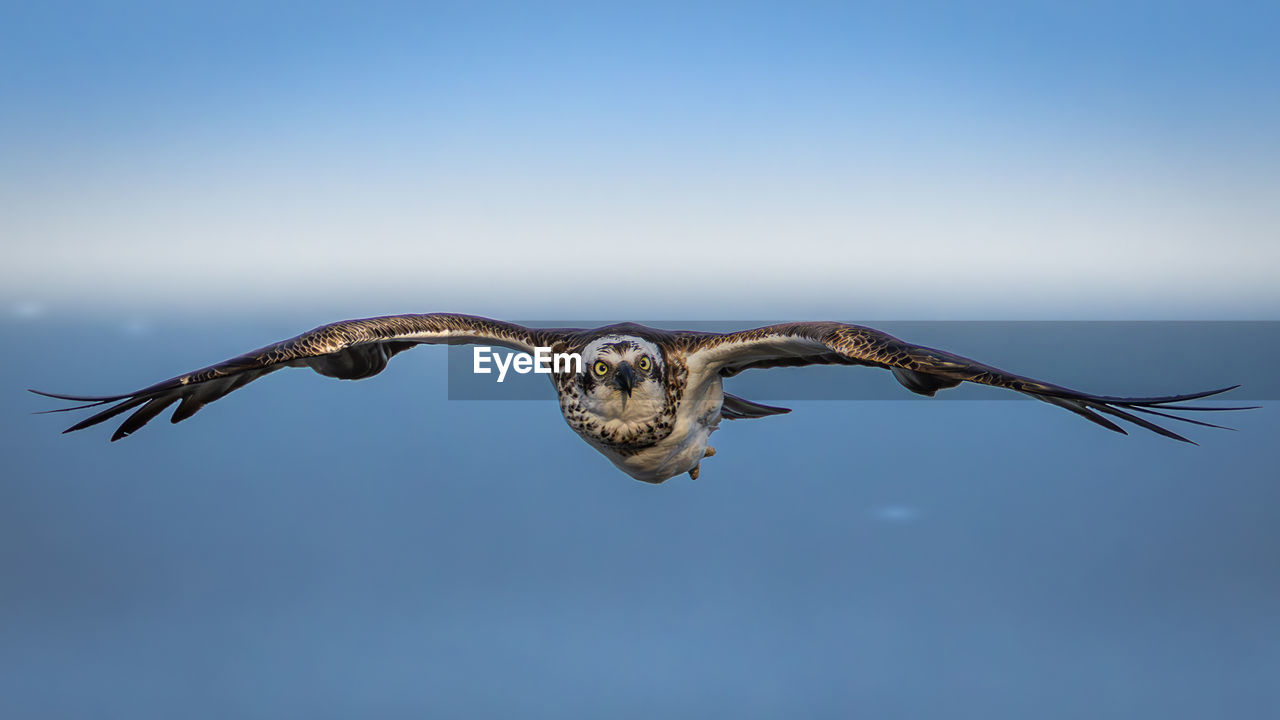 Osprey hunting over the ocean