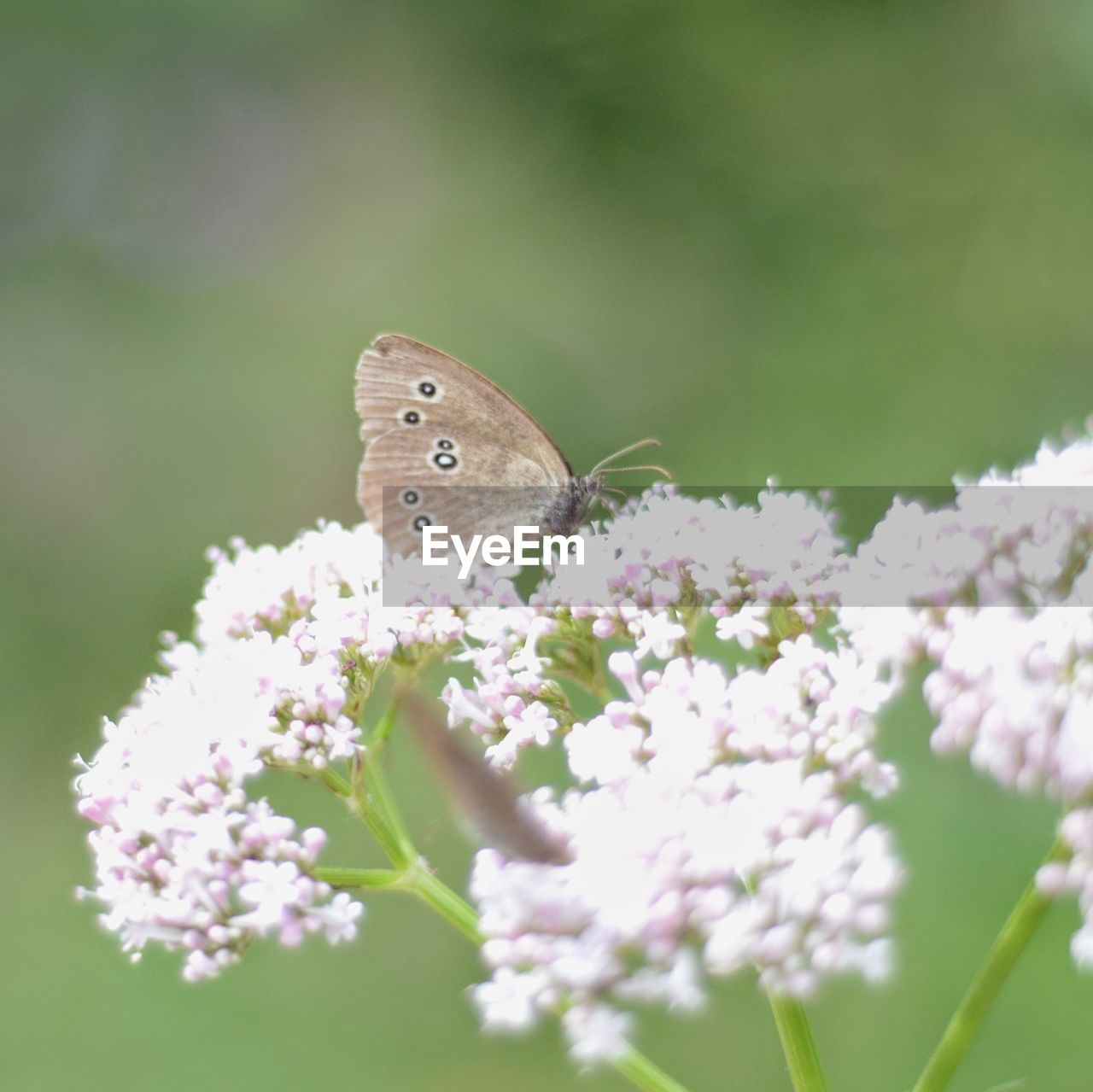 CLOSE-UP OF BUTTERFLY POLLINATING ON FLOWERS