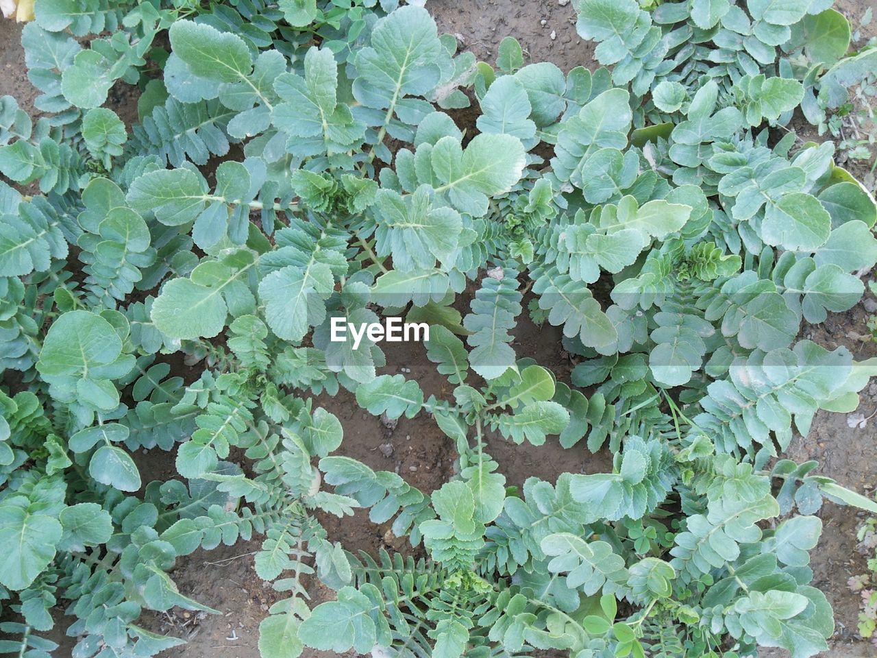 FULL FRAME SHOT OF IVY PLANTS