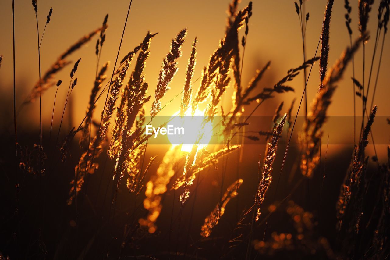 Close-up of wheat growing on field against sky during sunset