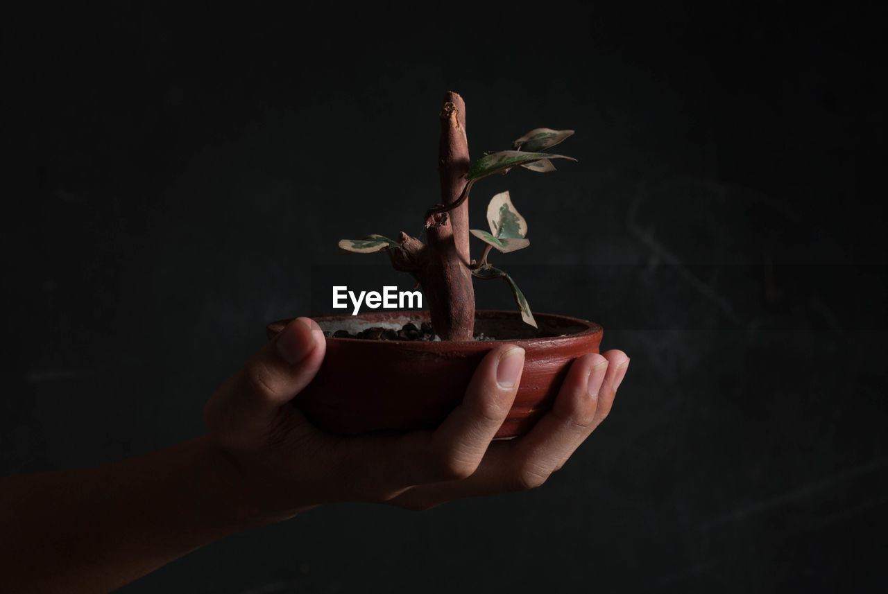 Close-up of human hand holding potted plant against wall