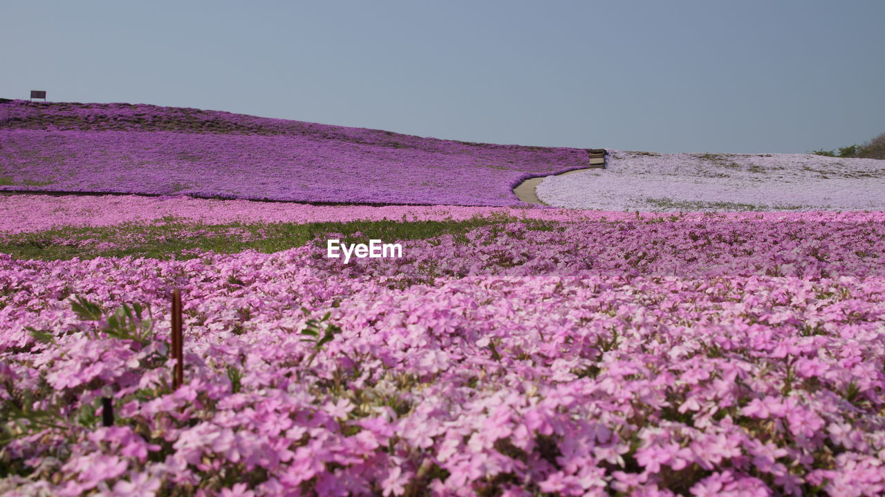 PINK FLOWERING PLANT ON FIELD AGAINST SKY