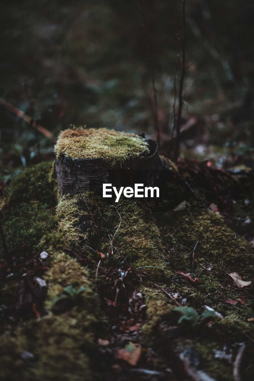 High angle view of moss on tree stump