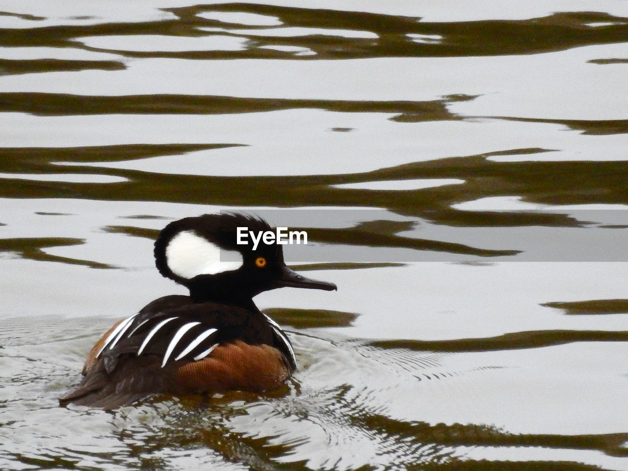 DUCK SWIMMING ON LAKE