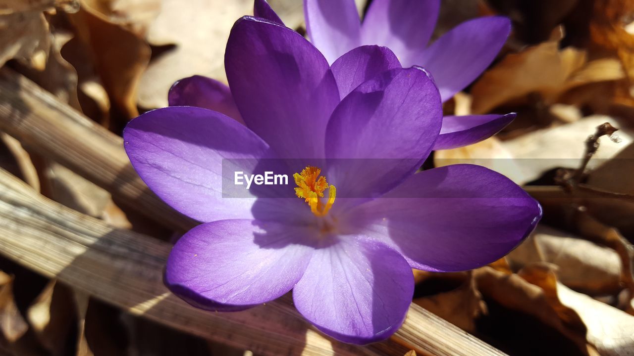 CLOSE-UP OF PURPLE CROCUS OUTDOORS