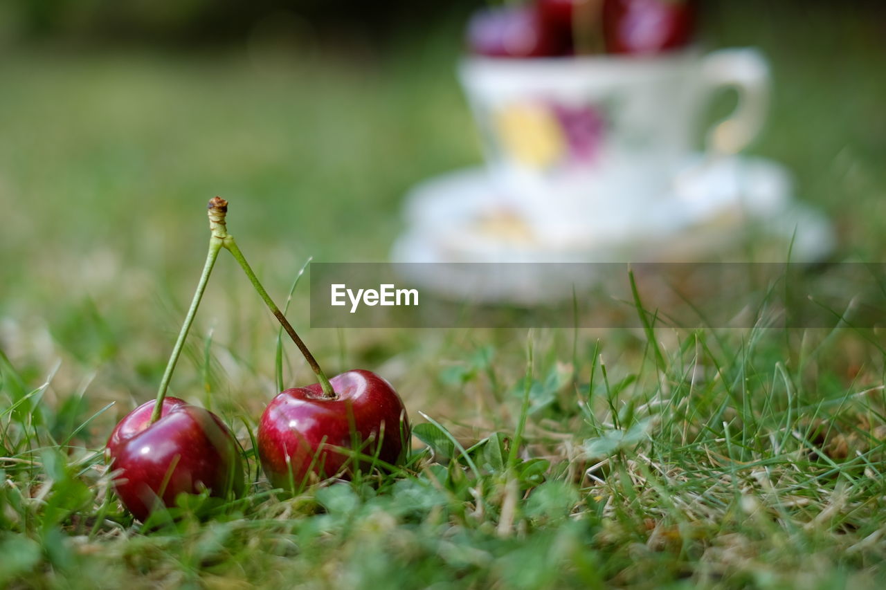 CLOSE-UP OF APPLES ON GRASS