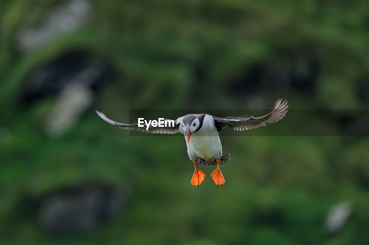 Puffins in mykines