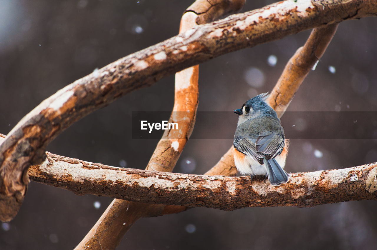 Low angle view of bird perching on branch