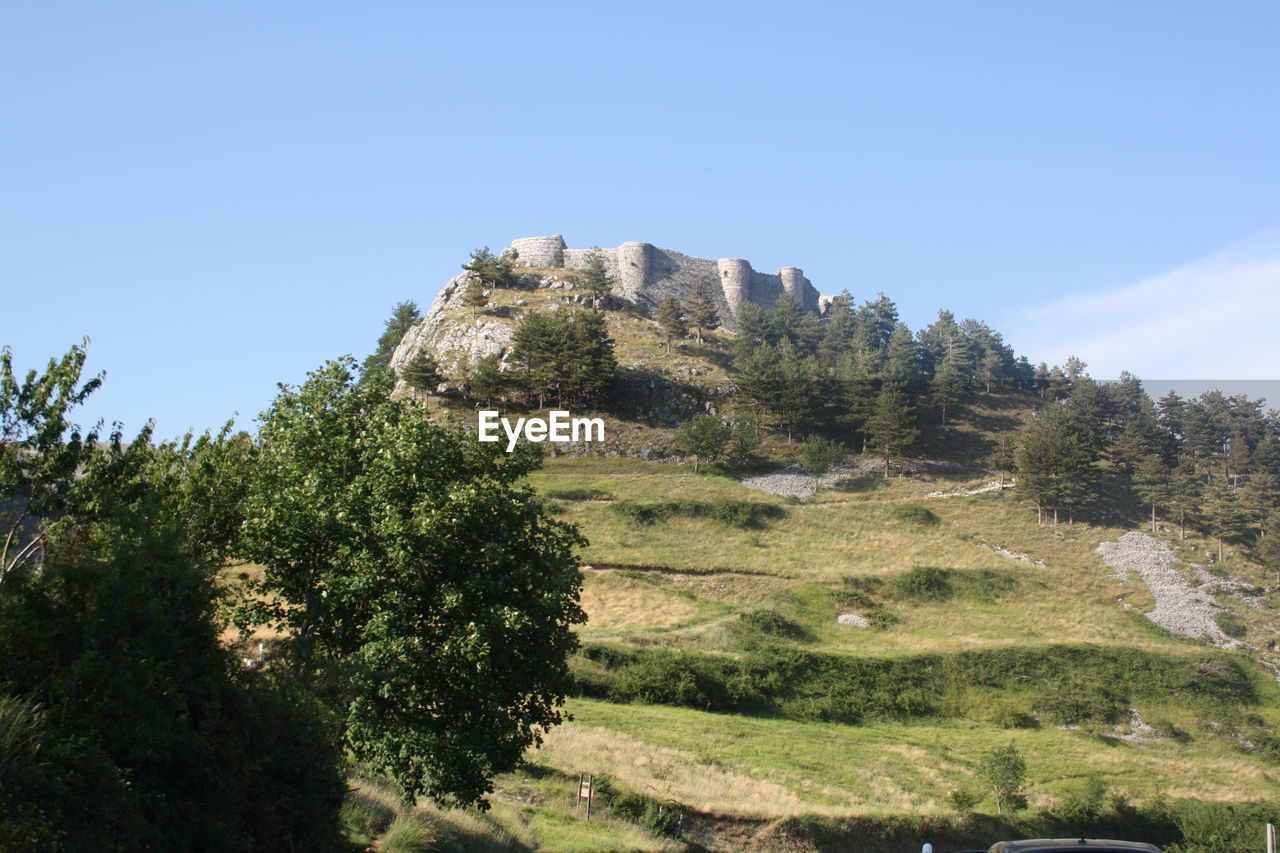 TREES ON MOUNTAIN AGAINST SKY