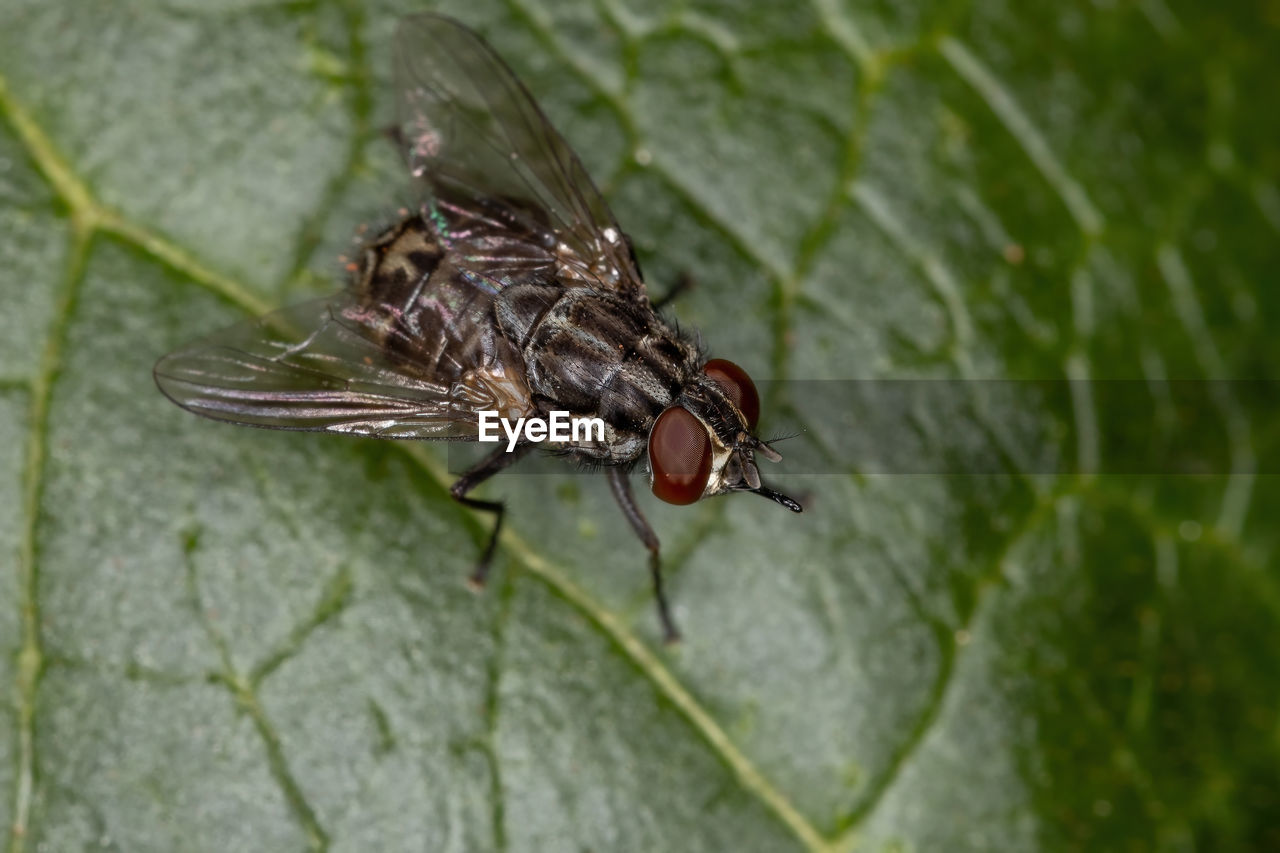 CLOSE-UP OF FLY