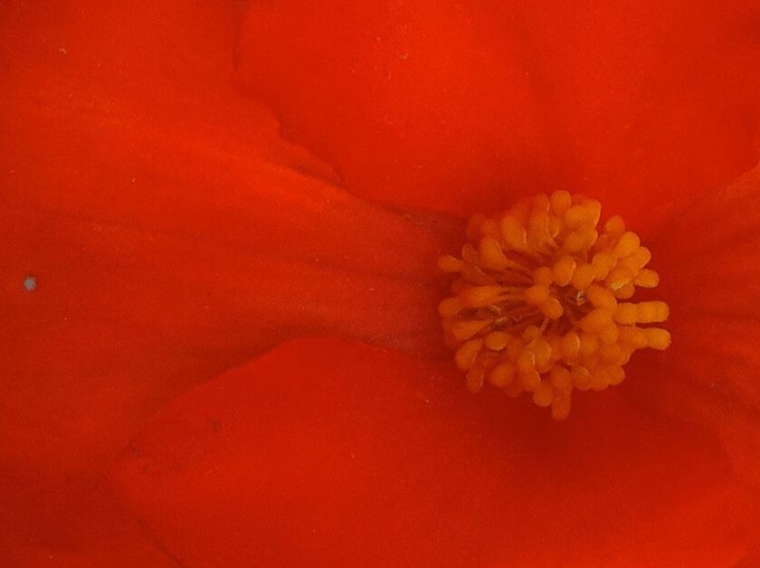 FULL FRAME SHOT OF RED FLOWERS