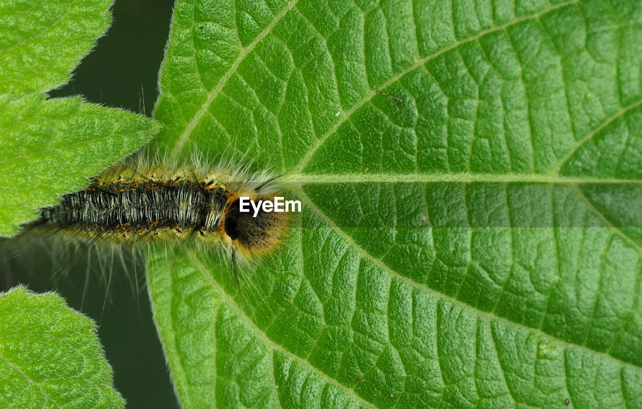 Close-up of caterpillar on plant