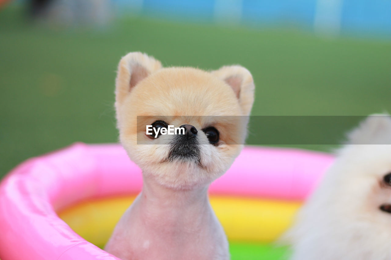 Close-up of puppy sitting in wading pool