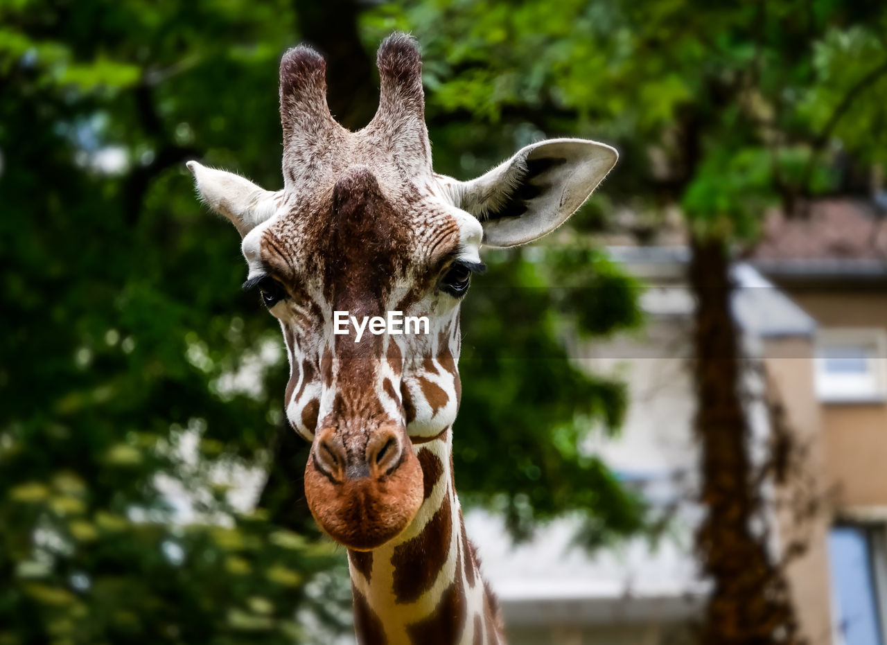 Close-up of giraffe