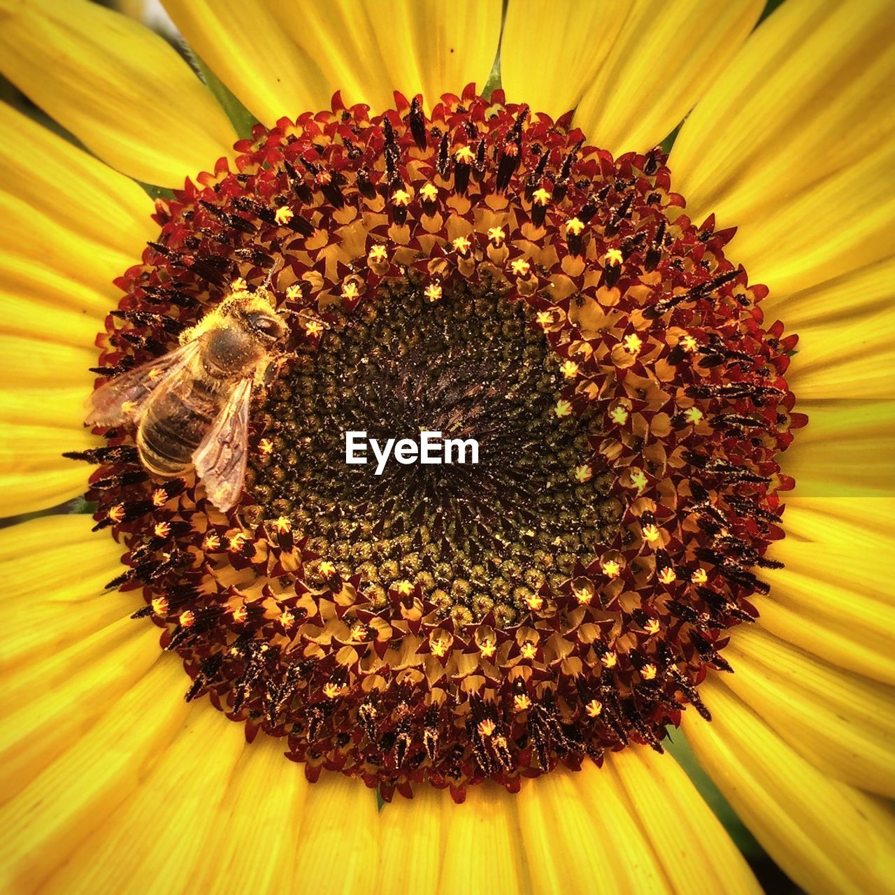 Close-up of insect on sunflower blooming outdoors