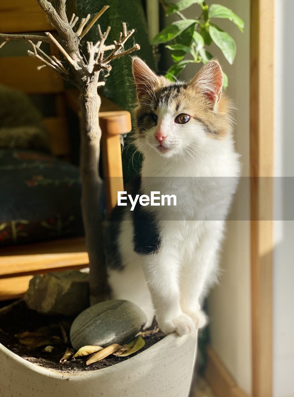 pet, animal, animal themes, domestic animals, mammal, cat, one animal, domestic cat, feline, no people, indoors, small to medium-sized cats, carnivore, felidae, portrait, potted plant, sitting, whiskers, plant, looking, kitten, looking at camera, nature, window