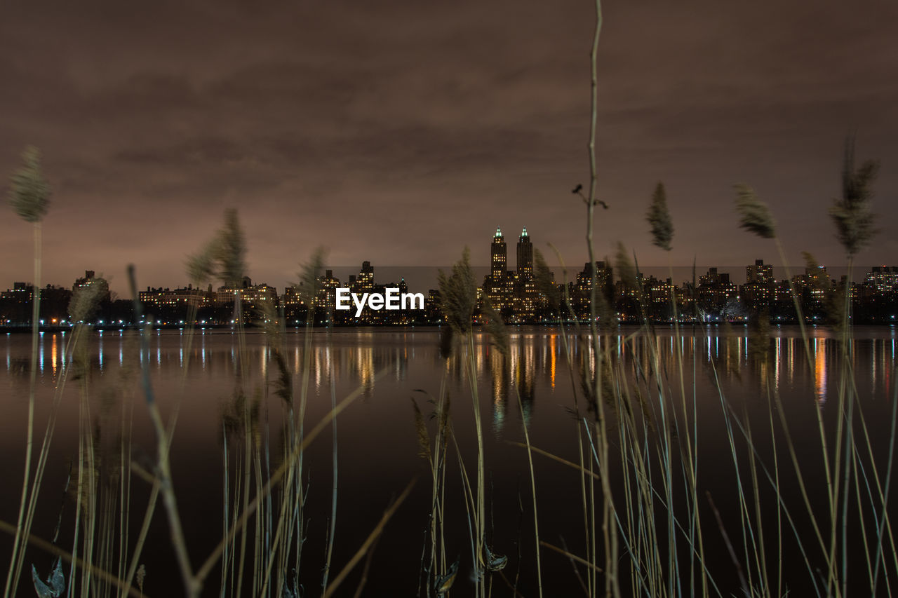 Tall grass by river in city at dusk