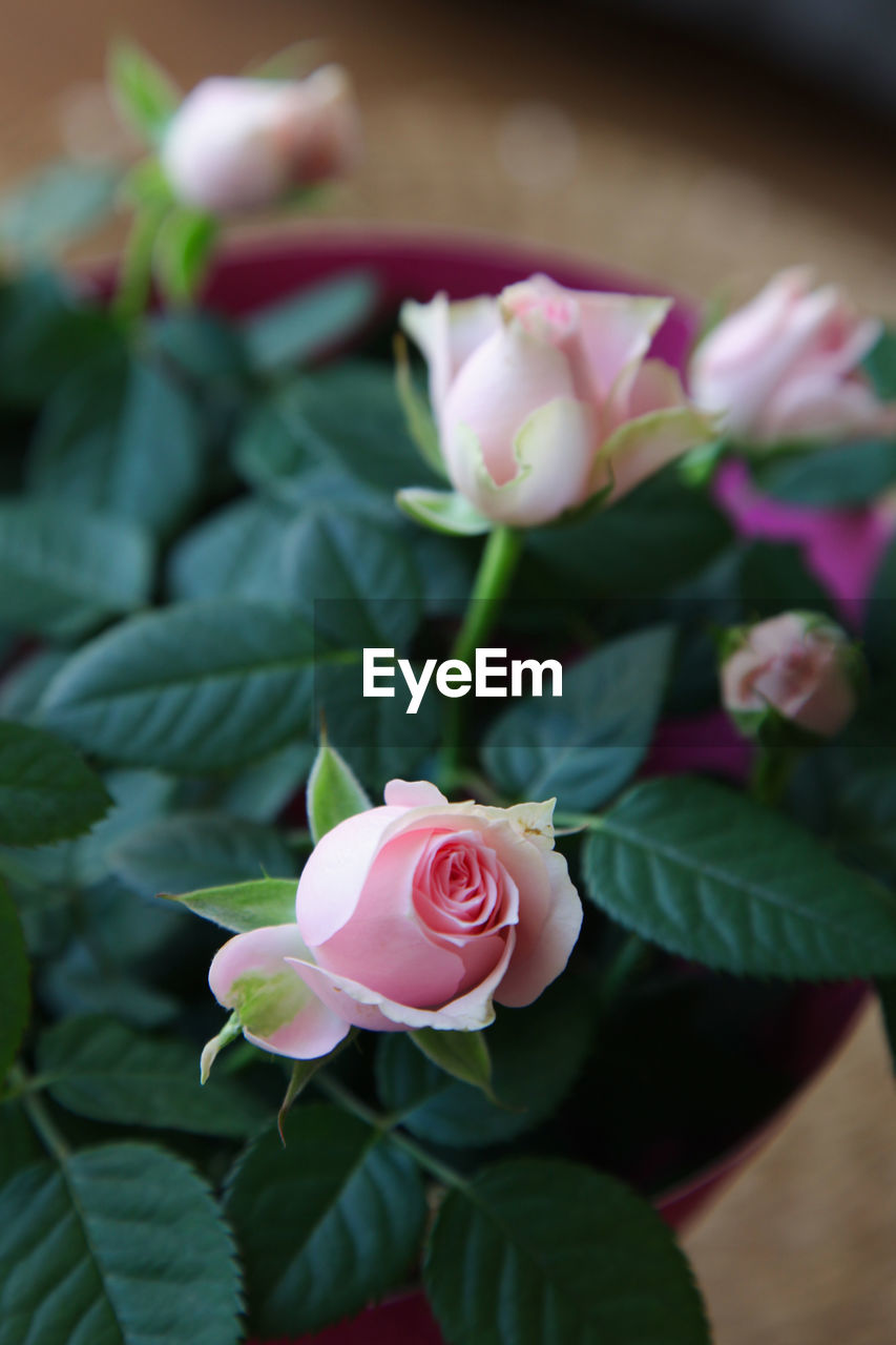 flower, flowering plant, plant, beauty in nature, pink, freshness, leaf, rose, plant part, close-up, petal, nature, flower head, fragility, inflorescence, no people, focus on foreground, outdoors, macro photography, growth, bud, blossom, flower arrangement, selective focus, green