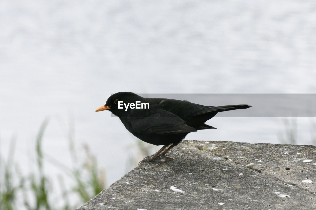 Close-up of bird perching outdoors