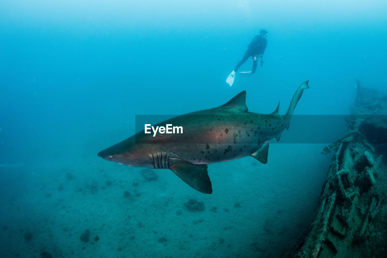 Man with shark scuba diving in sea