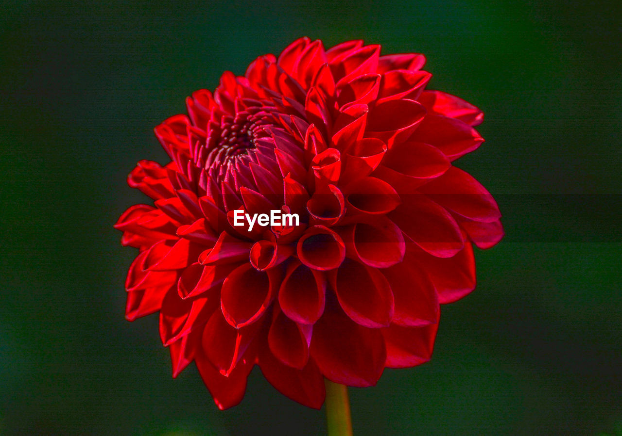 CLOSE-UP OF RED DAHLIA FLOWER AGAINST WHITE BACKGROUND
