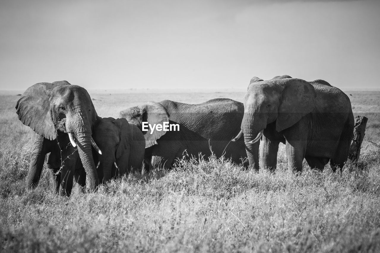 Elephants standing on land against sky