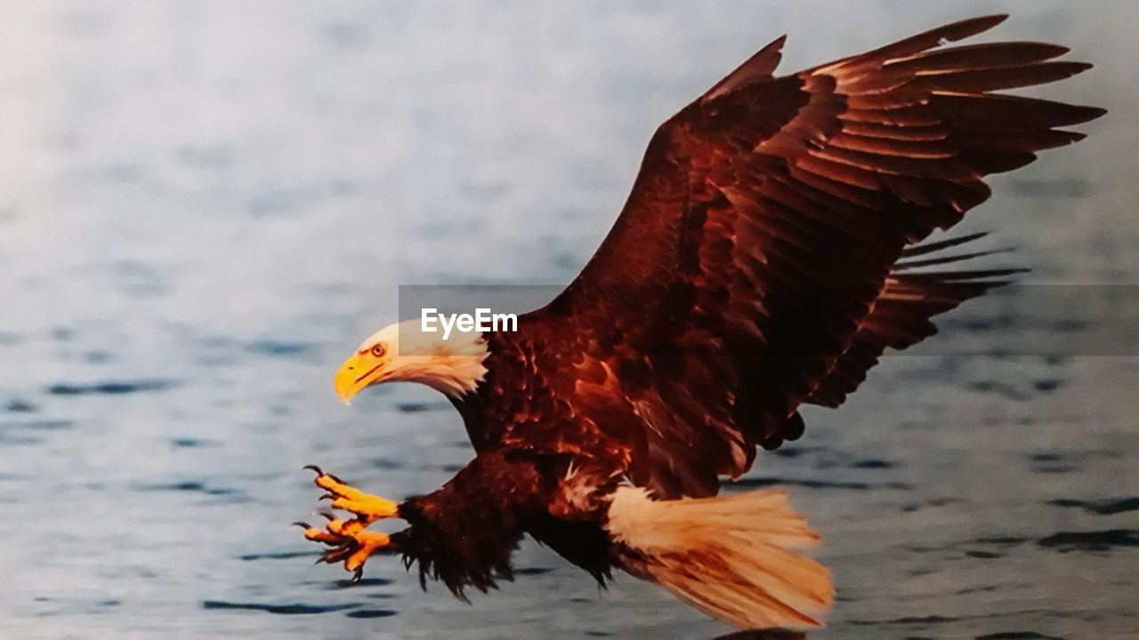 CLOSE-UP OF EAGLE FLYING