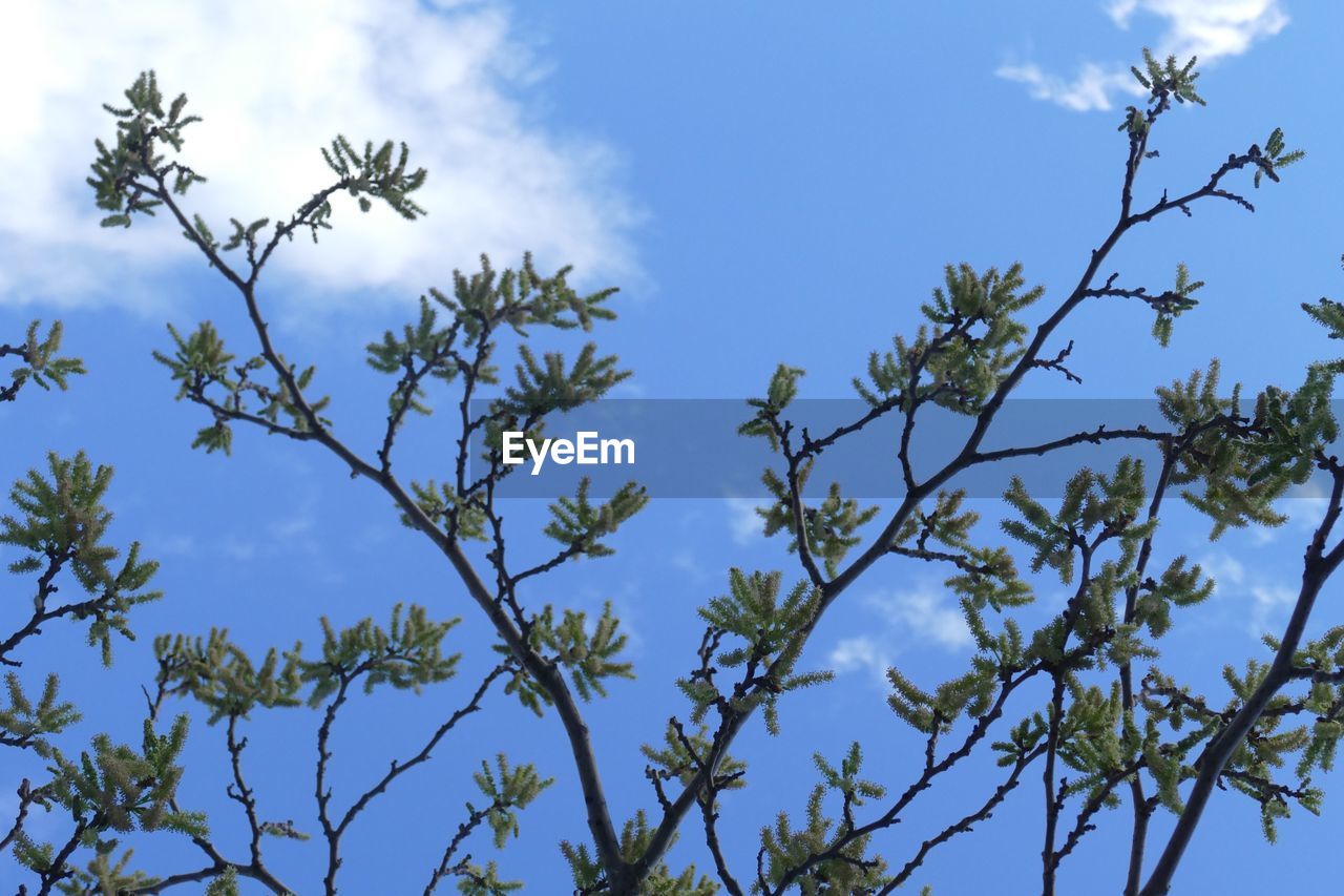 Low angle view of flowering plants against blue sky