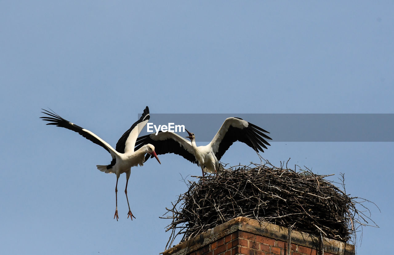 bird, white stork, animal themes, animal, wildlife, animal wildlife, stork, ciconiiformes, group of animals, animal nest, sky, flying, no people, nature, low angle view, clear sky, animal body part, two animals, day, spread wings, outdoors, blue