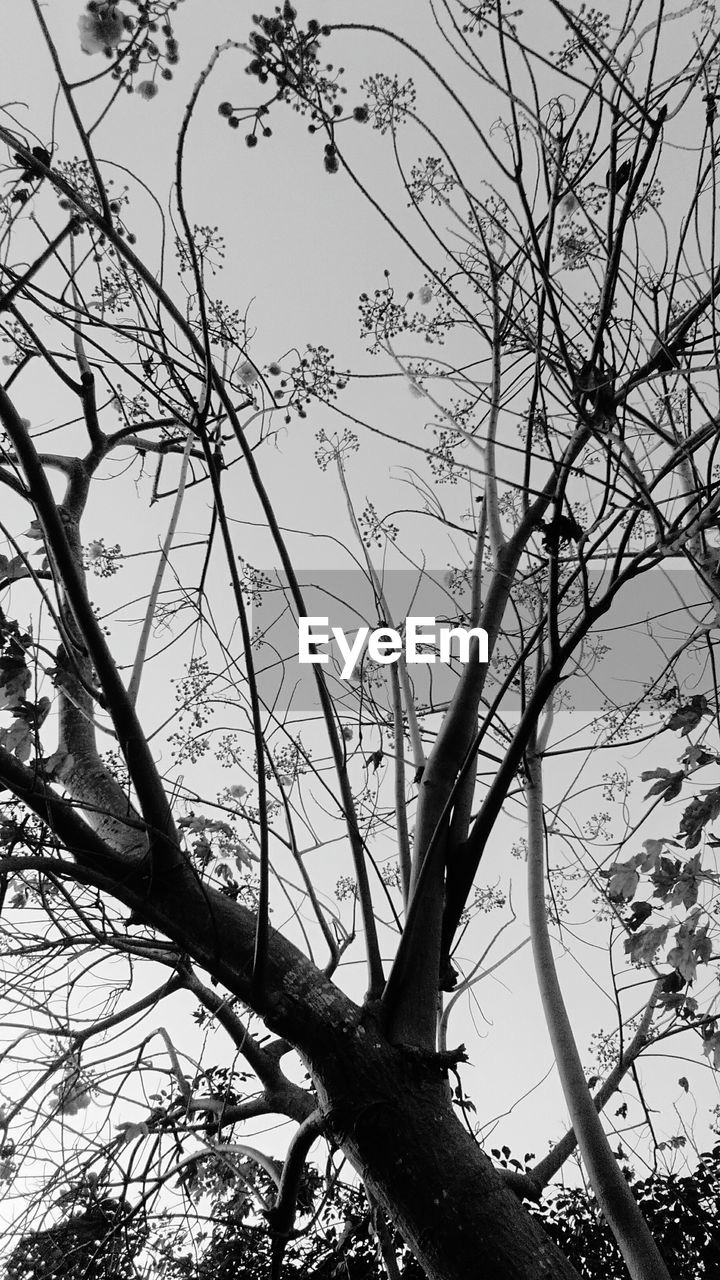 LOW ANGLE VIEW OF SILHOUETTE BARE TREES AGAINST SKY