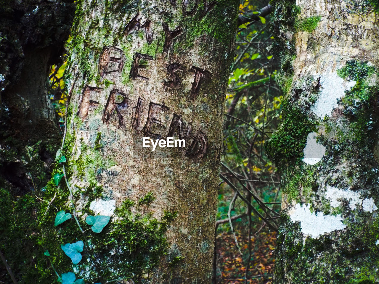 Text scribbled on tree trunk in forest