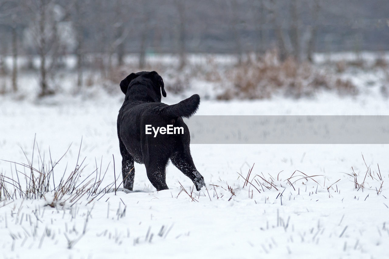 Black dog on field during winter