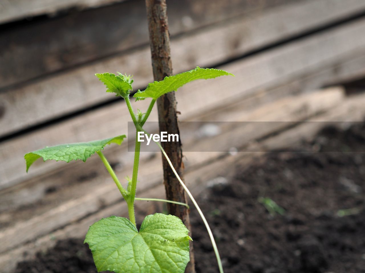 green, leaf, plant part, plant, growth, nature, soil, flower, plant stem, focus on foreground, close-up, no people, day, produce, outdoors, beginnings, seedling, beauty in nature, agriculture, macro photography, freshness, wood, dirt, botany, food, sapling, food and drink