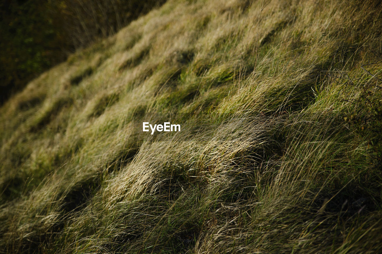 Full frame shot of corn field